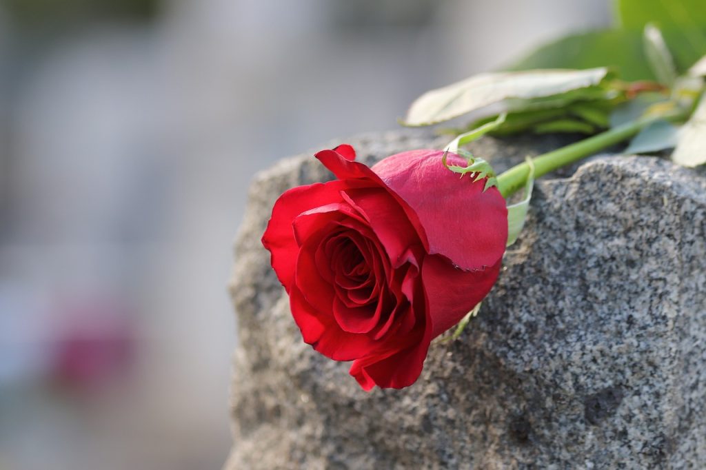 Filipinos Get Frustrated Over Delays During Undas at NAIA. But the Airport is Doing Its Best to Solve the Issue 8 red rose 4205759 1280