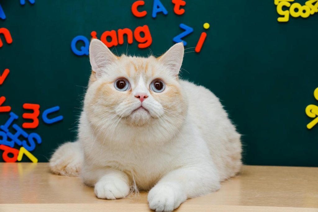 Cute cat sitting on a table, surrounded by colorful alphabet letters on a blackboard.