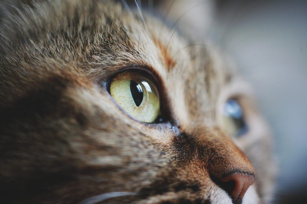 cat, face, eye, pet, animal, cute, feline, domestic, mammal, thinking, closeup, cat, cat, cat, cat, eye, animal, thinking, thinking, thinking, thinking, nature, thinking