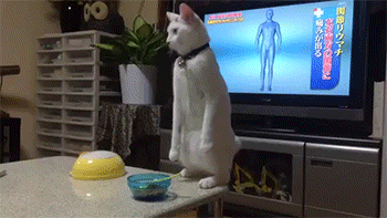 cat video siz uw5u12mcksoks