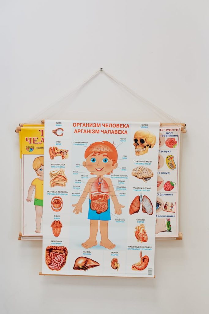 7 Tips on How to Use Dual Coding - The Powerful Combo of Words and Visuals to Double Your Learning Efficiency 9 A vibrant anatomy poster for children, emphasizing human organs, ideal for learning environments.