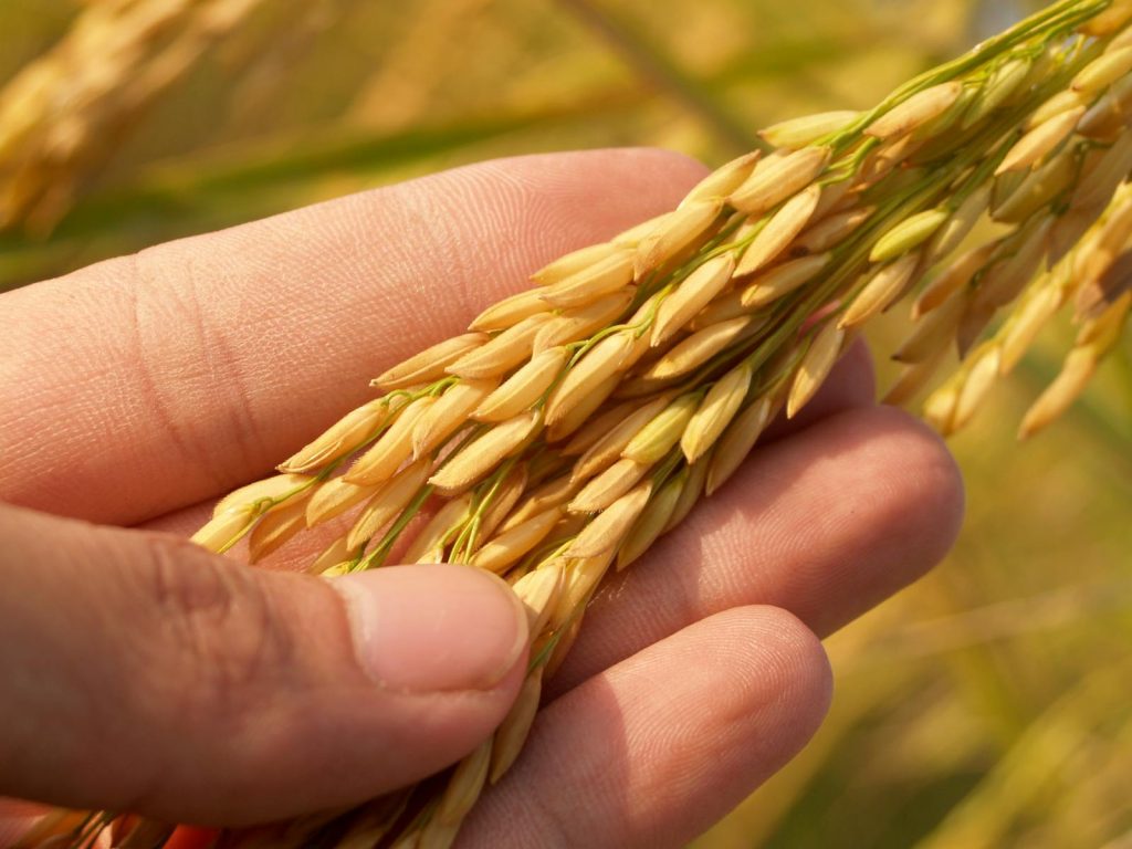 Agriculturists Licensure Examination ALE Guide and Results 2 Detailed image of a hand gently cradling ripe rice grains, symbolizing harvest and agriculture.