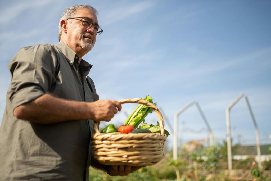 Agriculturists Licensure Examination ALE Guide and Results 8 Senior man holding a basket of fresh vegetables in a garden on a sunny day in Portugal.